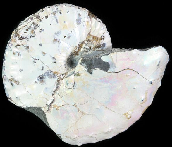 Iridescent Discoscaphites Ammonite - South Dakota #62609